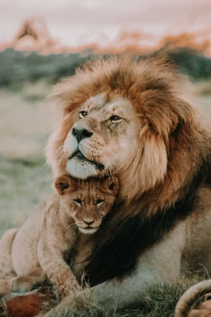 lions