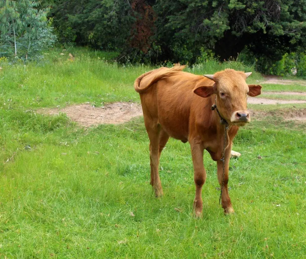 I Got Chased By Three Cows In Lesotho