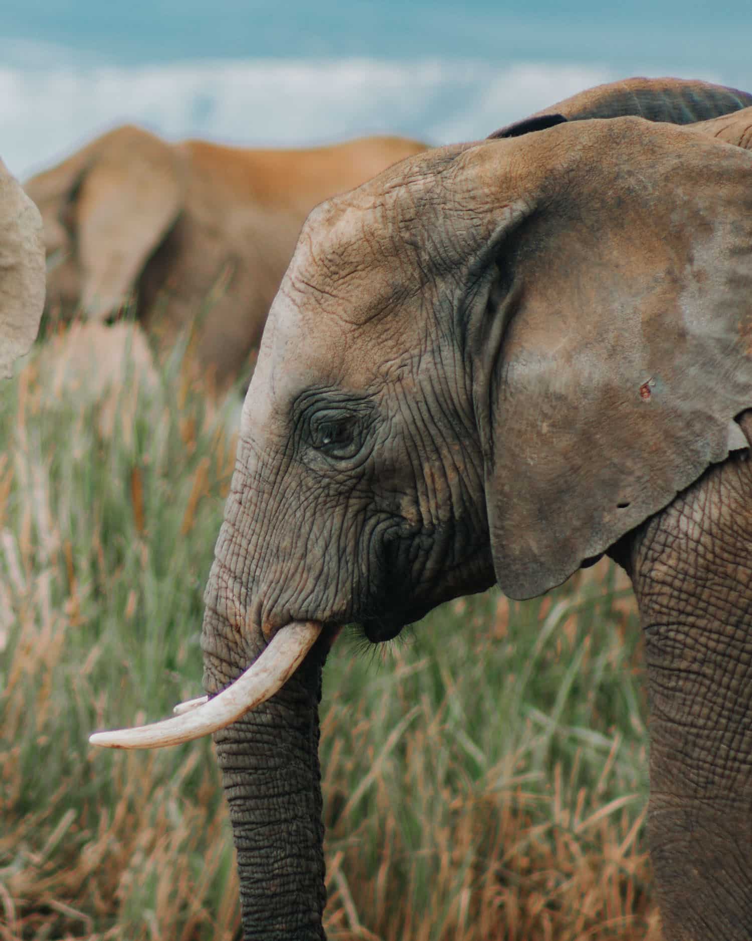elephant in addo national park
