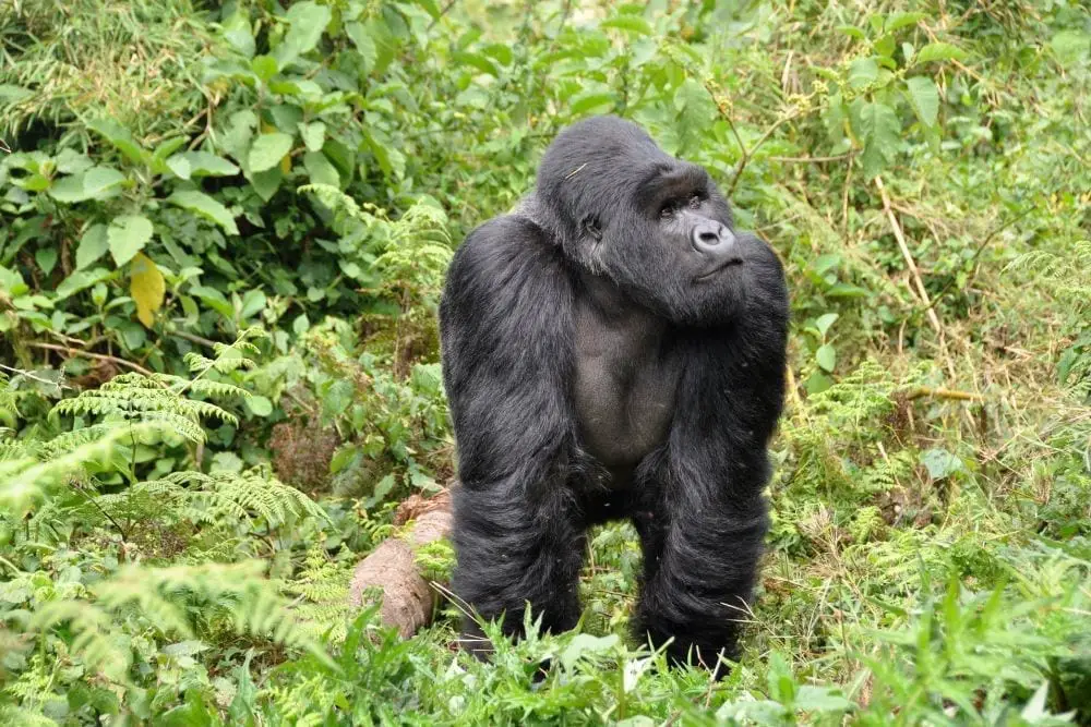 gorilla in rwanda