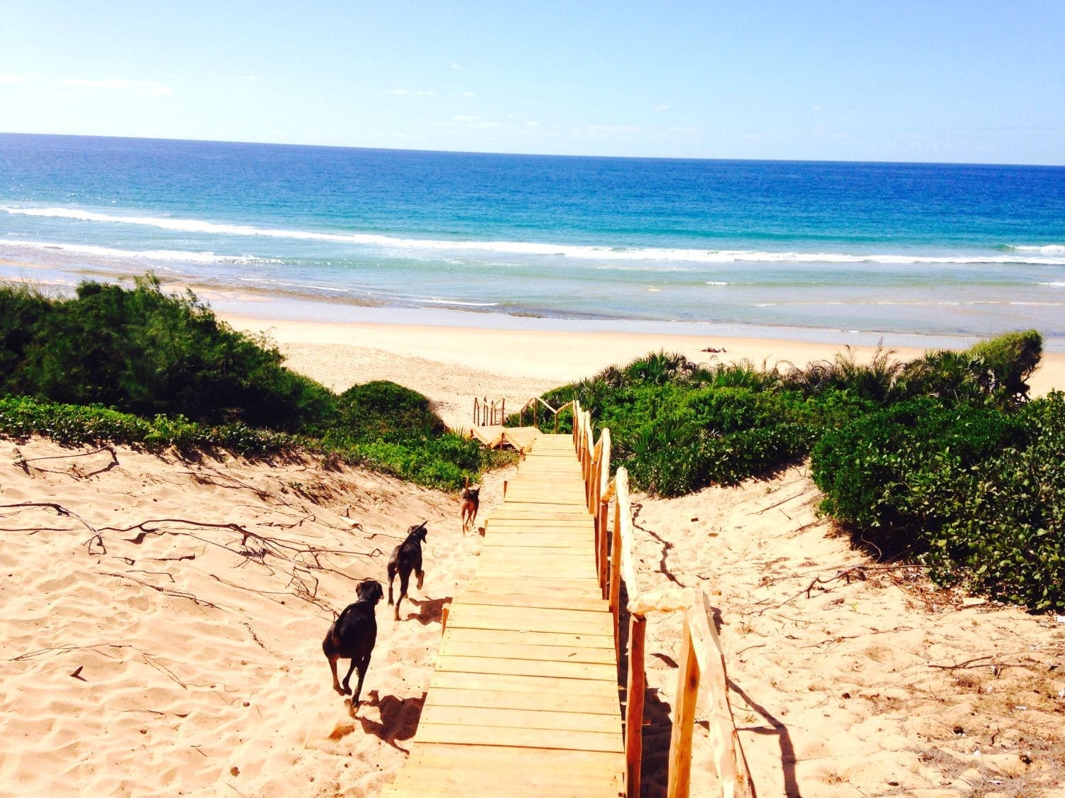 Off exploring the Mozambican coastline with three new friends! Photo by: Angelo Dias