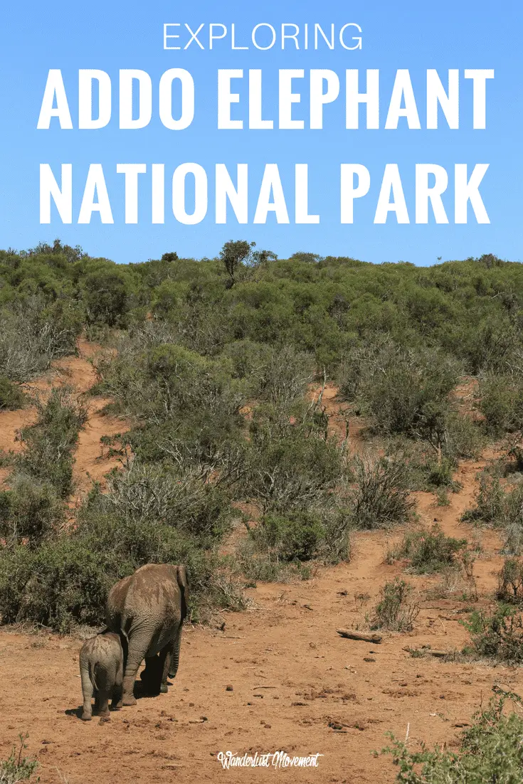 How to Visit Addo National Park: A Complete Self-Drive Safari Guide