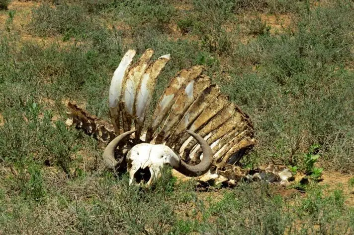 How to Visit Addo National Park: A Complete Self-Drive Safari Guide