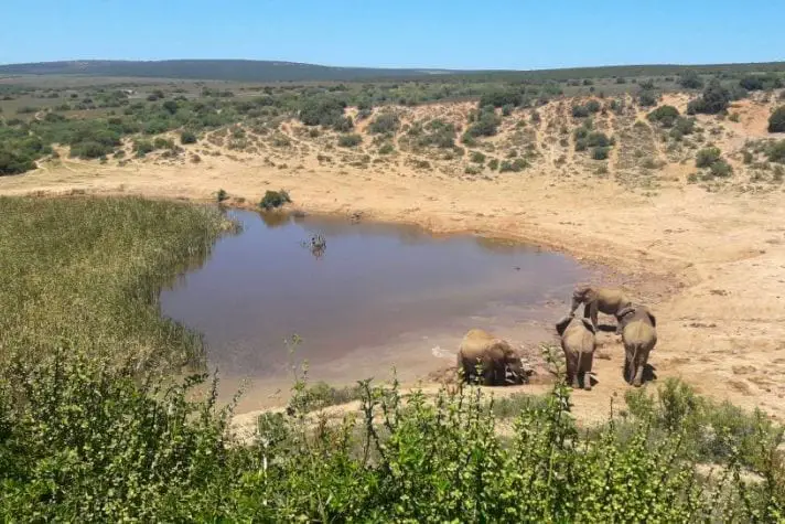 How to Visit Addo National Park: A Complete Self-Drive Safari Guide