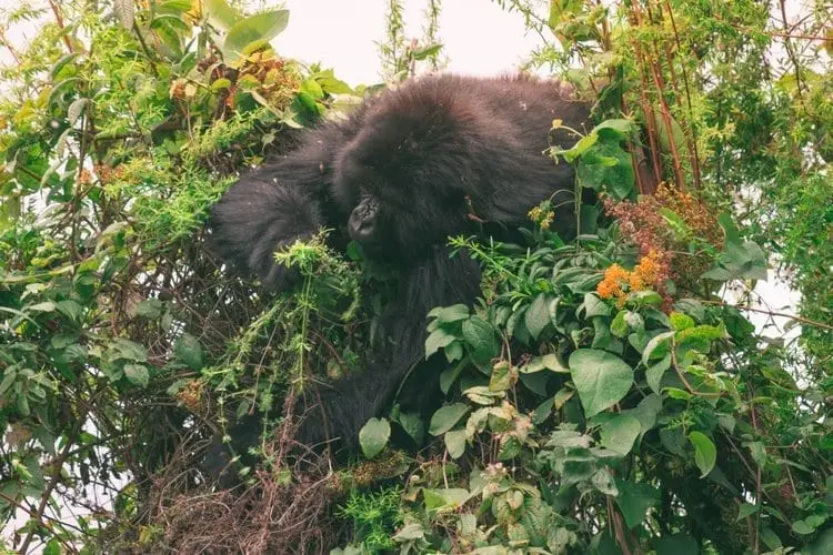 gorilla in rwanda