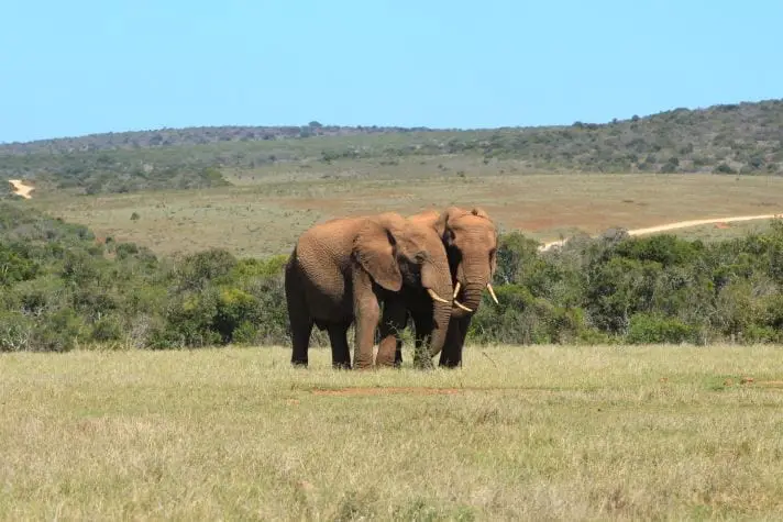 How to Visit Addo National Park: A Complete Self-Drive Safari Guide