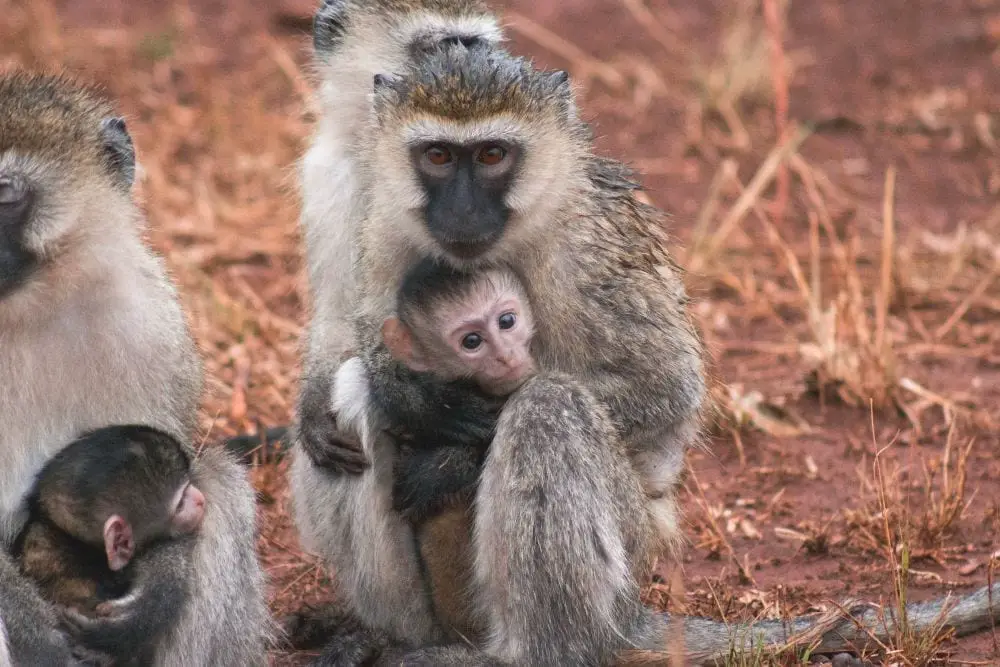 travelling alone rwanda