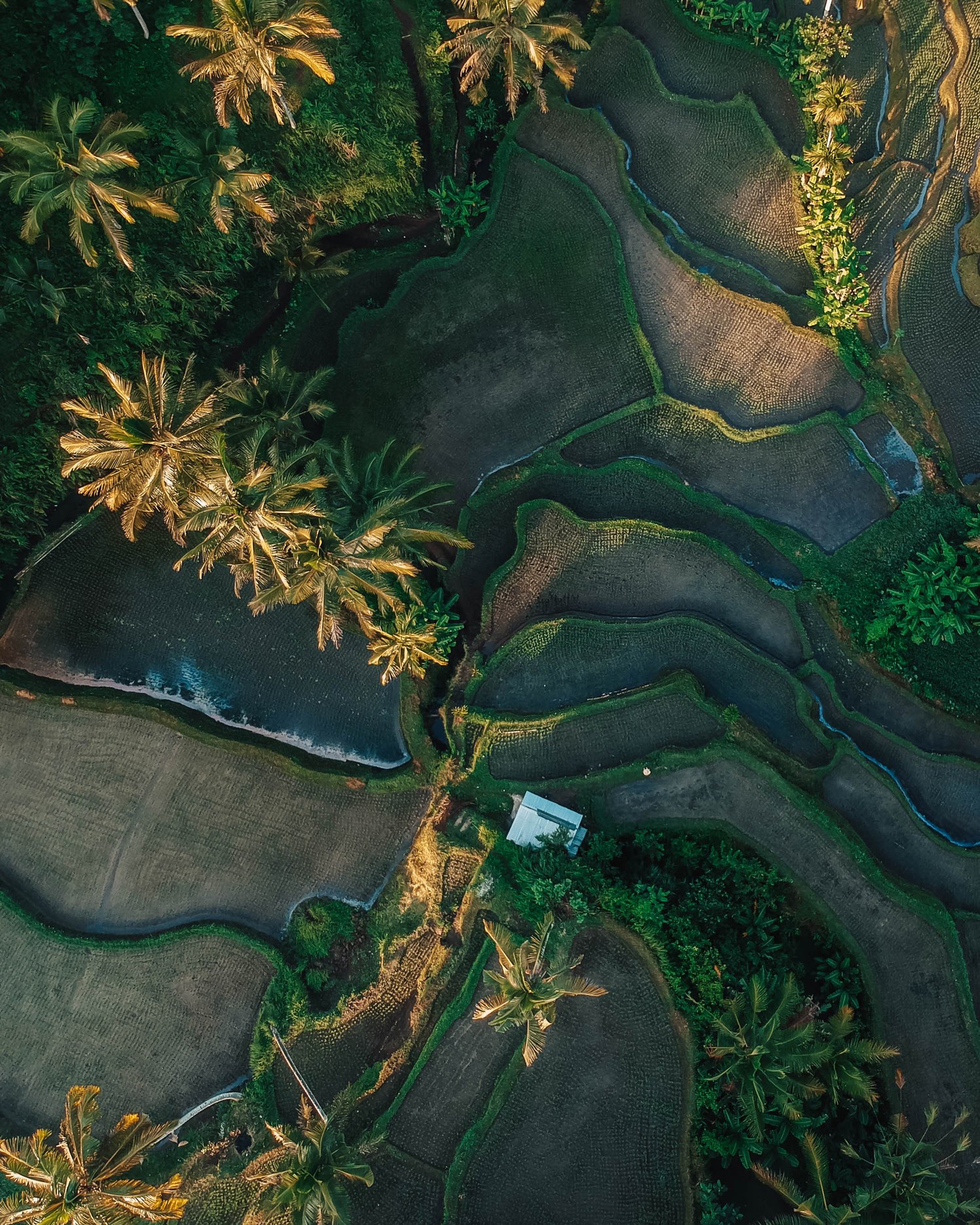 rice terraces in ubud,bali