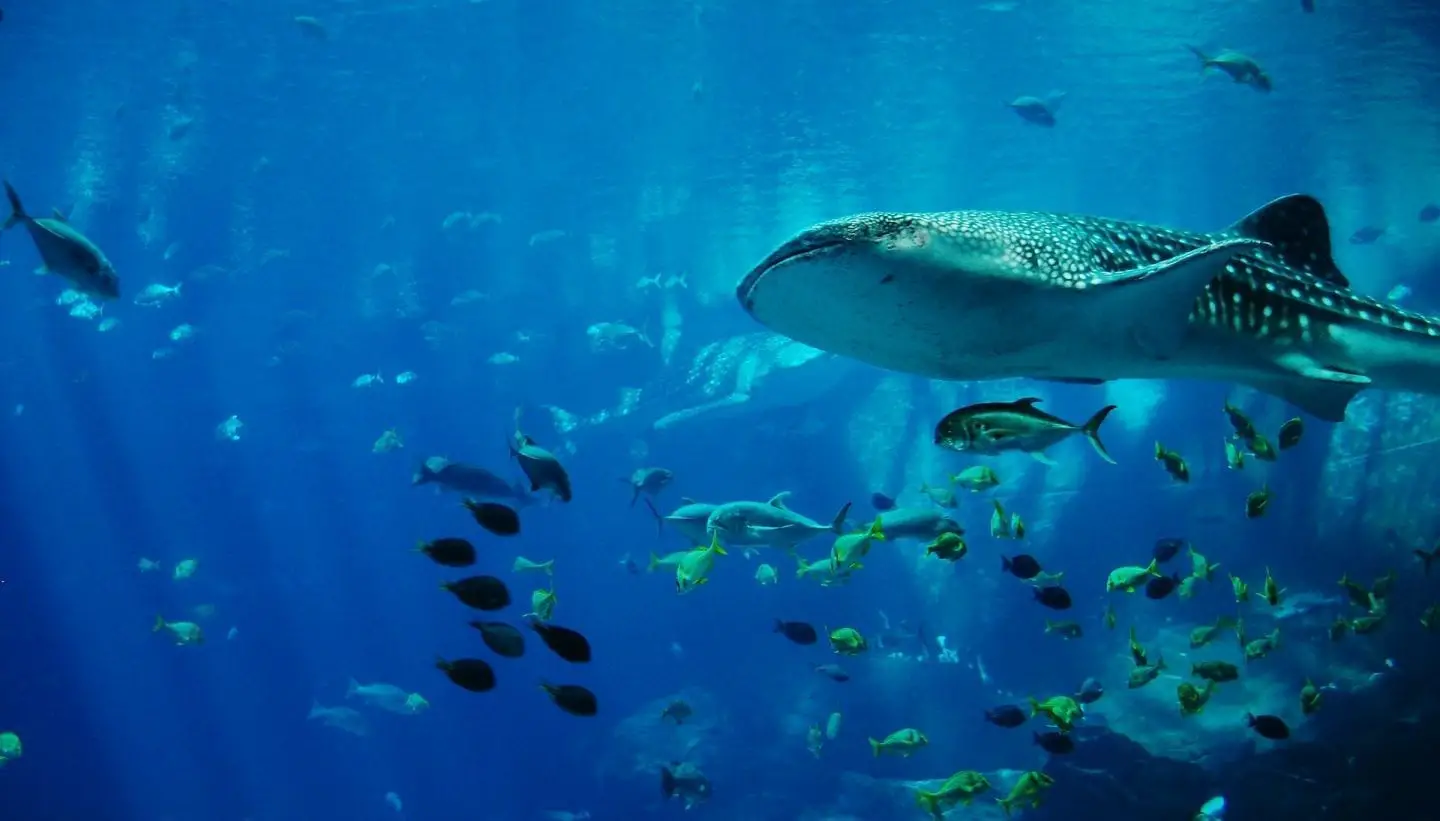 whale sharks in mozambique