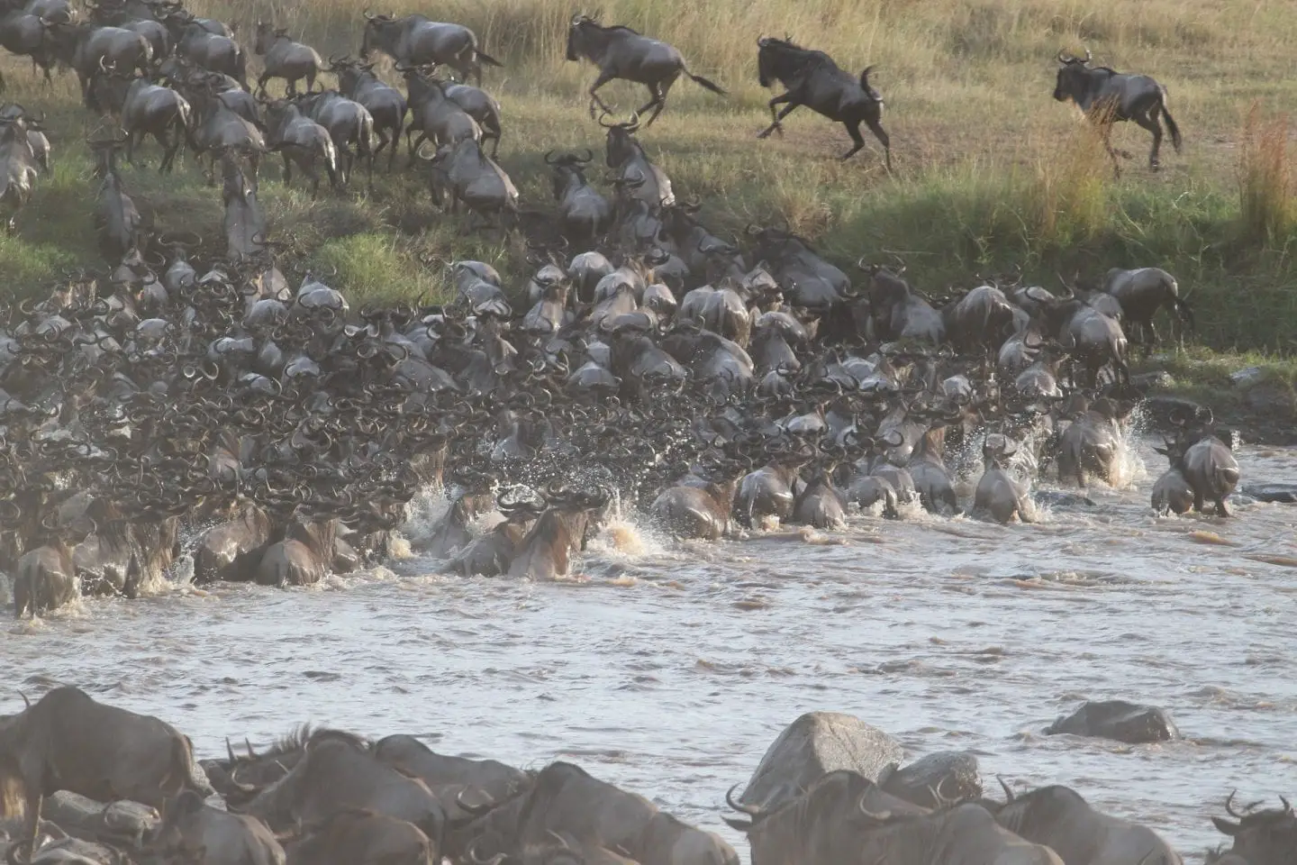 kenya wildebeest migration