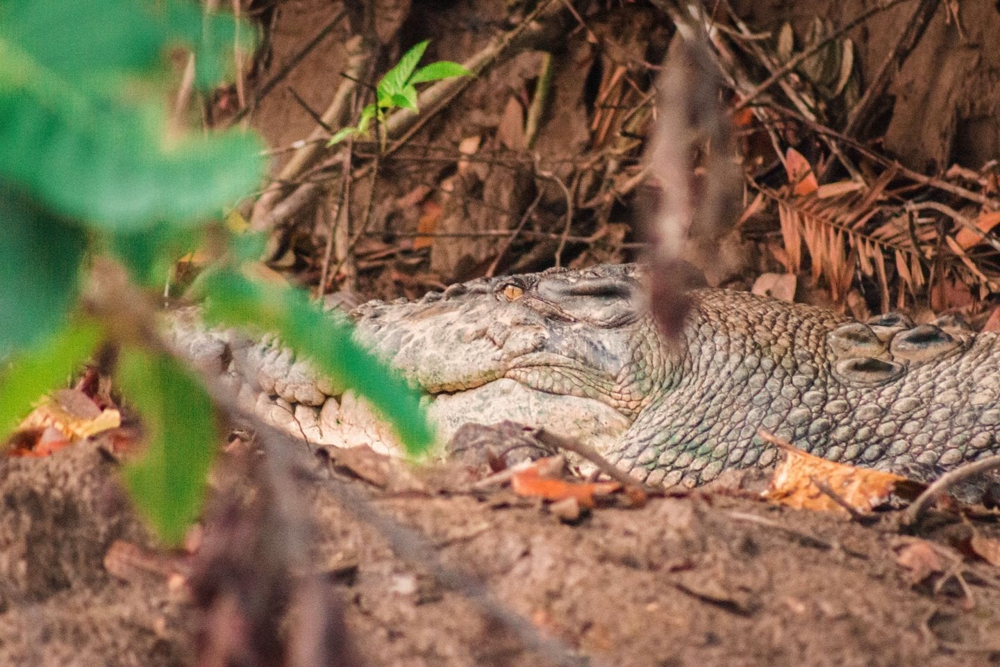 How to Backpack Sepilok, Borneo on a Budget | Wanderlust Movement | #malaysia #backpacking #borneo #budgettravel #wildlife