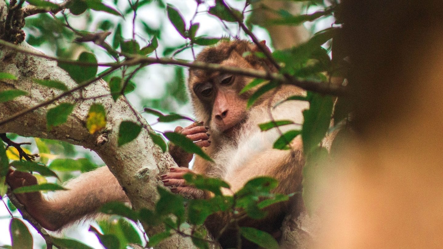 How to Backpack Sepilok, Borneo on a Budget | Wanderlust Movement | #malaysia #backpacking #borneo #budgettravel #wildlife