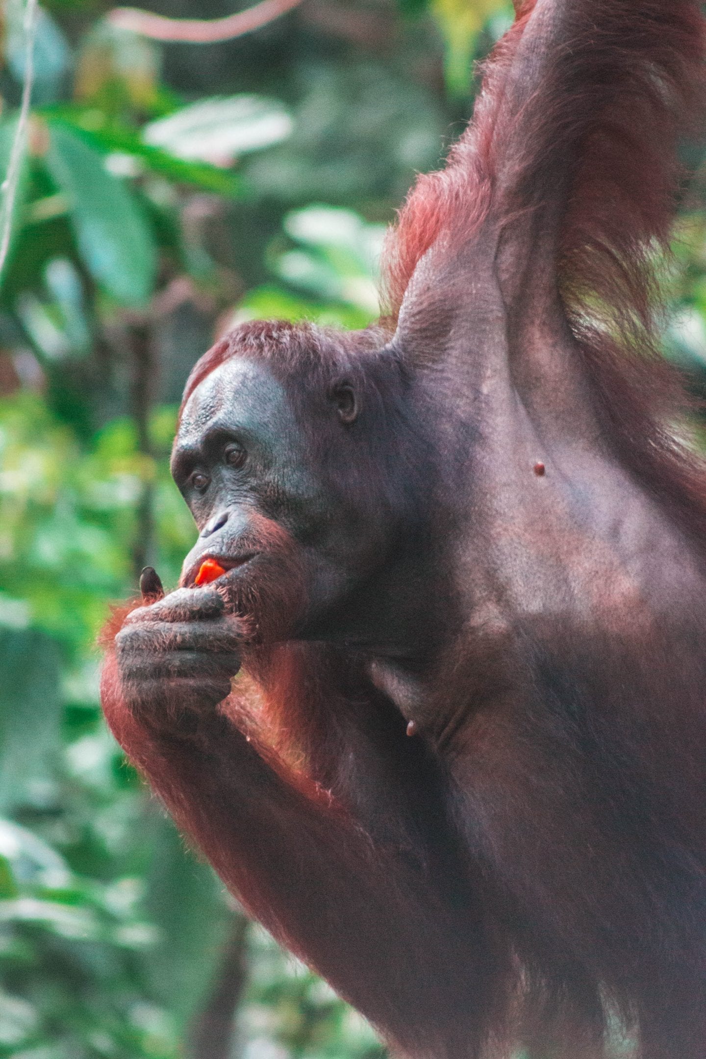 The Best Time Visit Borneo, Malaysia | Wanderlust Movement | #backpacking #malaysia #borneo #southeastasia #traveltips #visitmalaysia