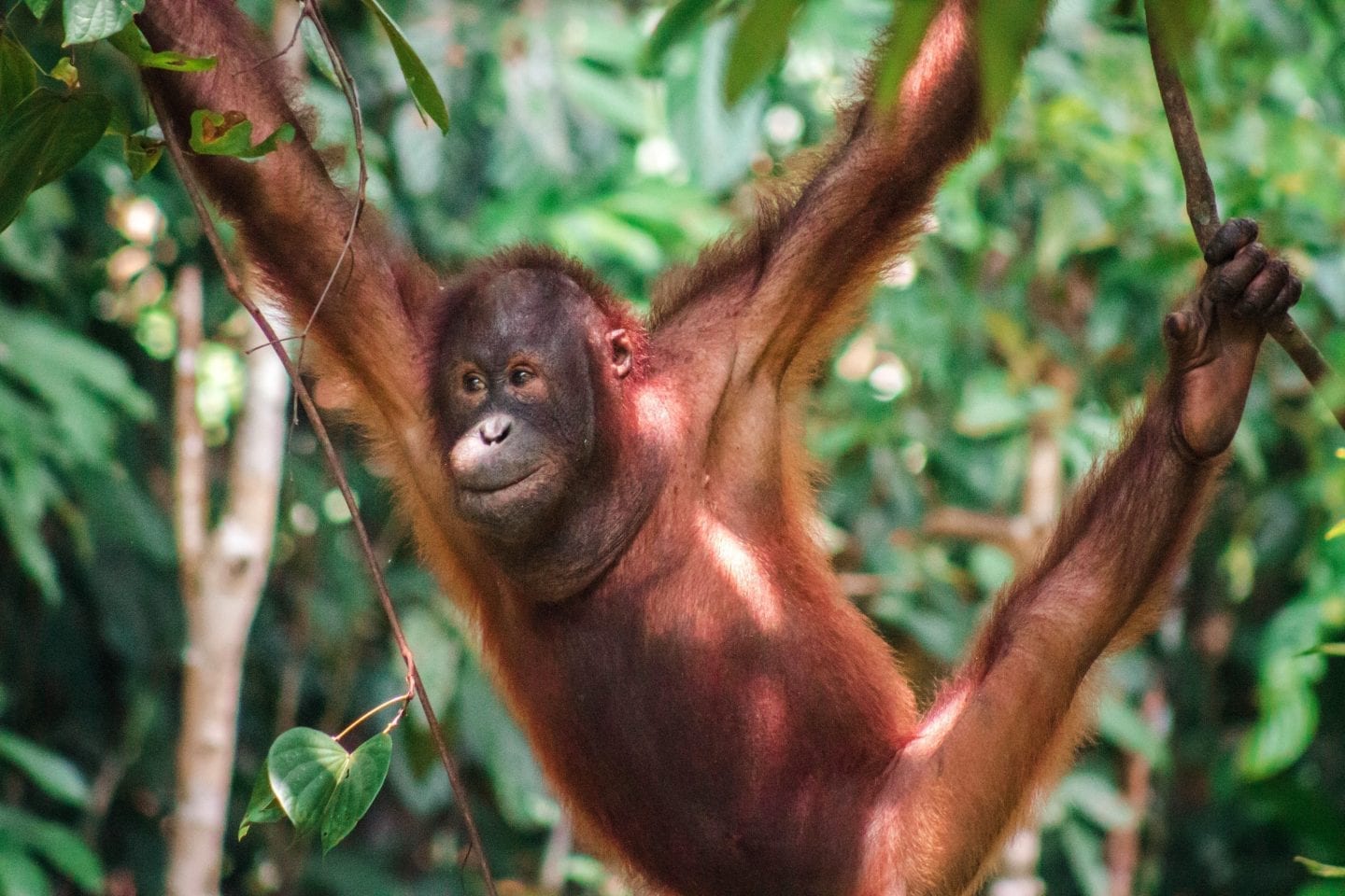 The Best Time Visit Borneo, Malaysia | Wanderlust Movement | #backpacking #malaysia #borneo #southeastasia #traveltips #visitmalaysia