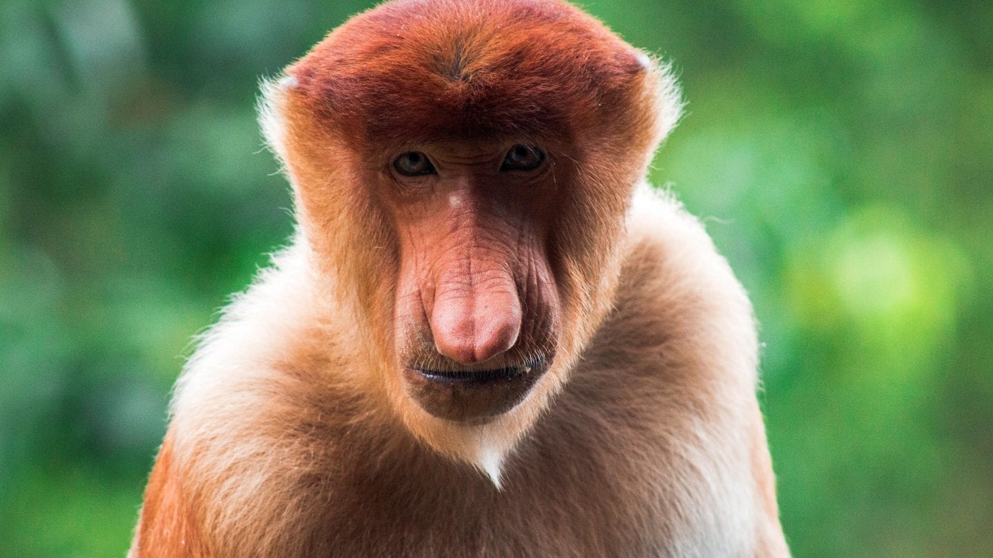 How to Backpack Sepilok, Borneo on a Budget | Wanderlust Movement | #malaysia #backpacking #borneo #budgettravel #wildlife