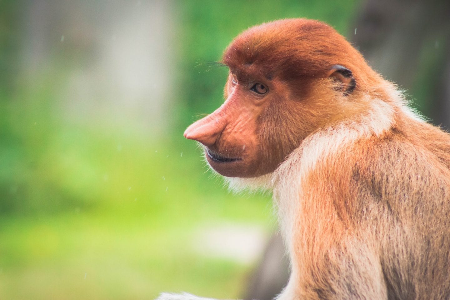 The Best Time Visit Borneo, Malaysia | Wanderlust Movement | #backpacking #malaysia #borneo #southeastasia #traveltips #visitmalaysia