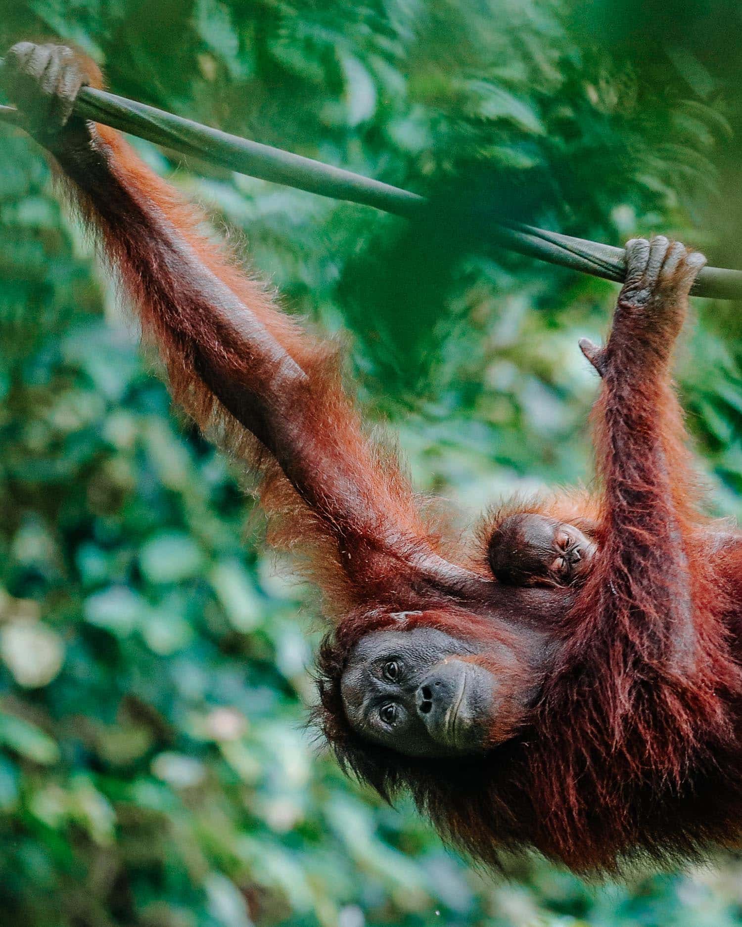 organutan in borneo