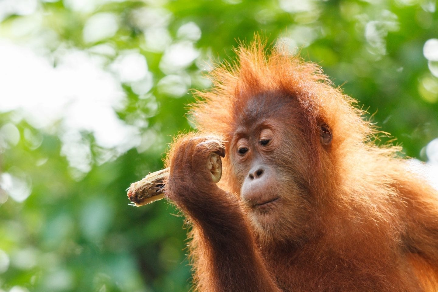 Best Time to Visit Borneo: Discover the Perfect Season