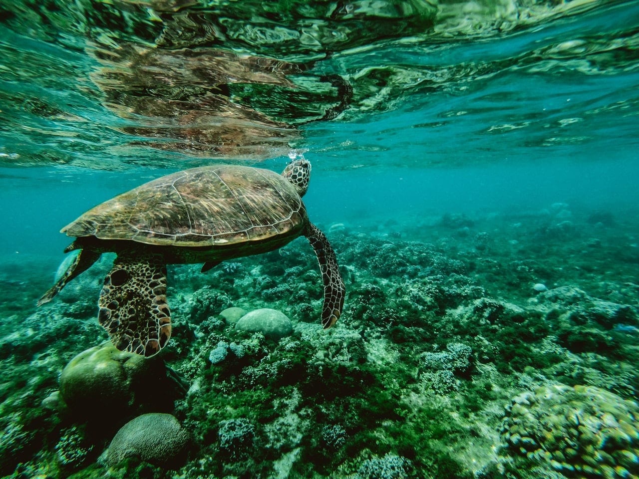 The Best Time Visit Borneo, Malaysia | Wanderlust Movement | #backpacking #malaysia #borneo #southeastasia #traveltips #visitmalaysia