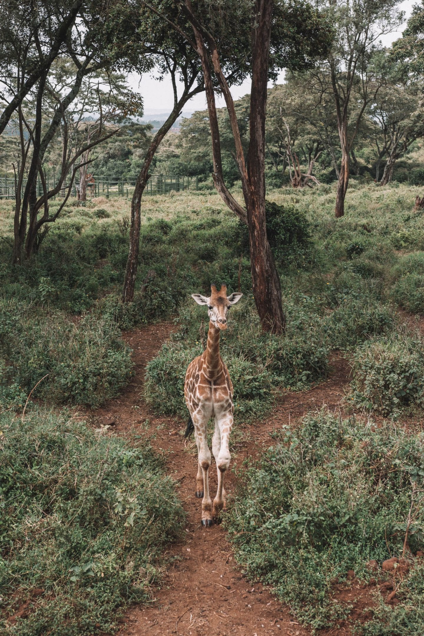 giraffe center in nairobi, kenya