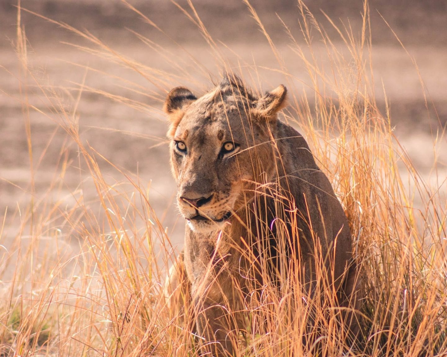 lion in south luangwa national park