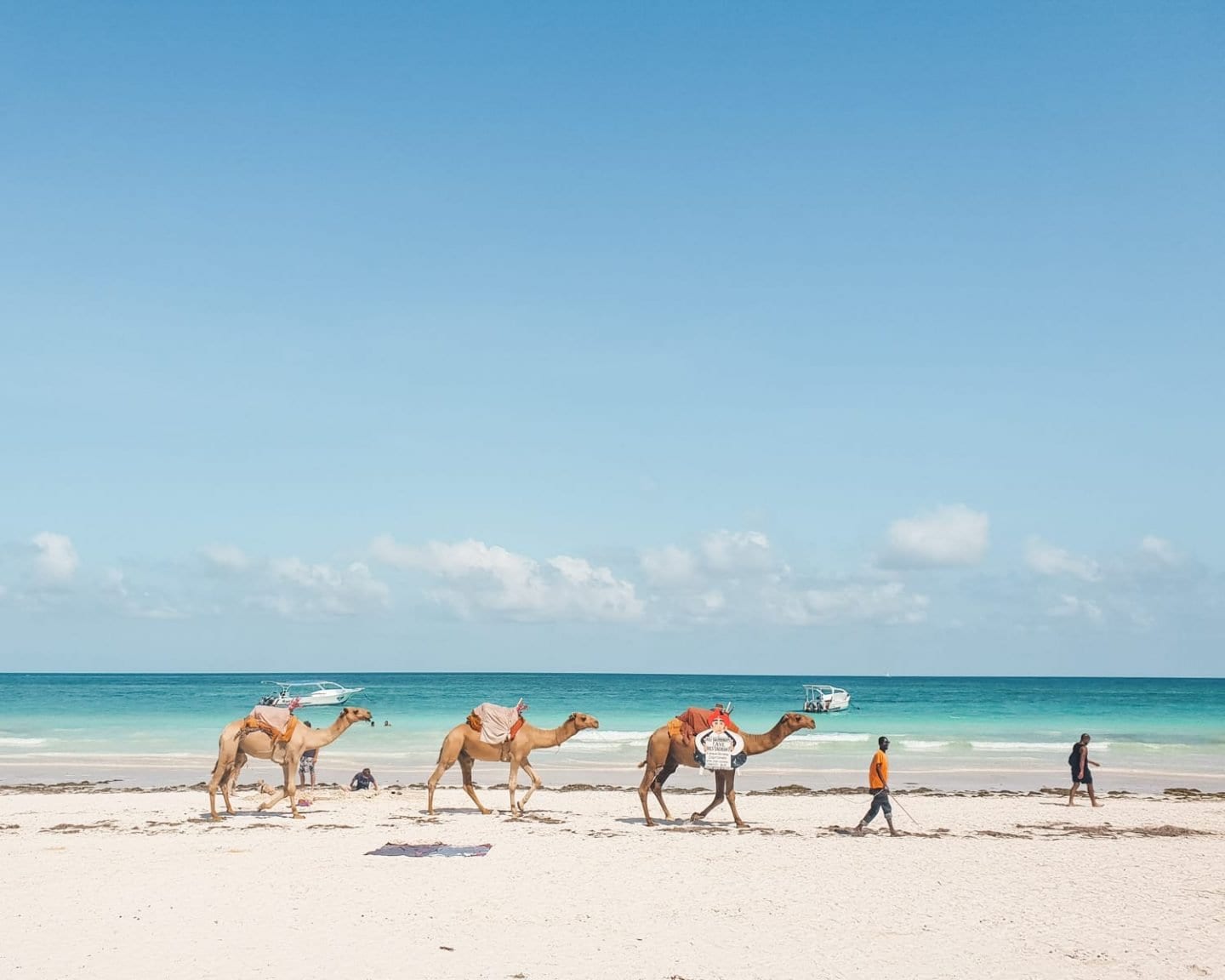 camels on diani beach