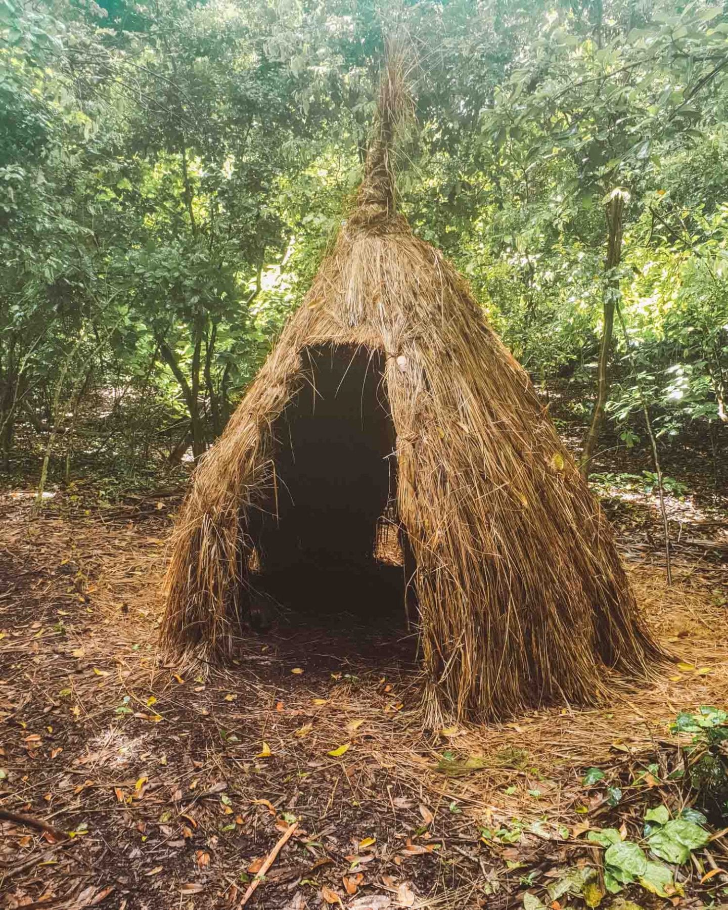 kaya kimondo forest in diani, kenya