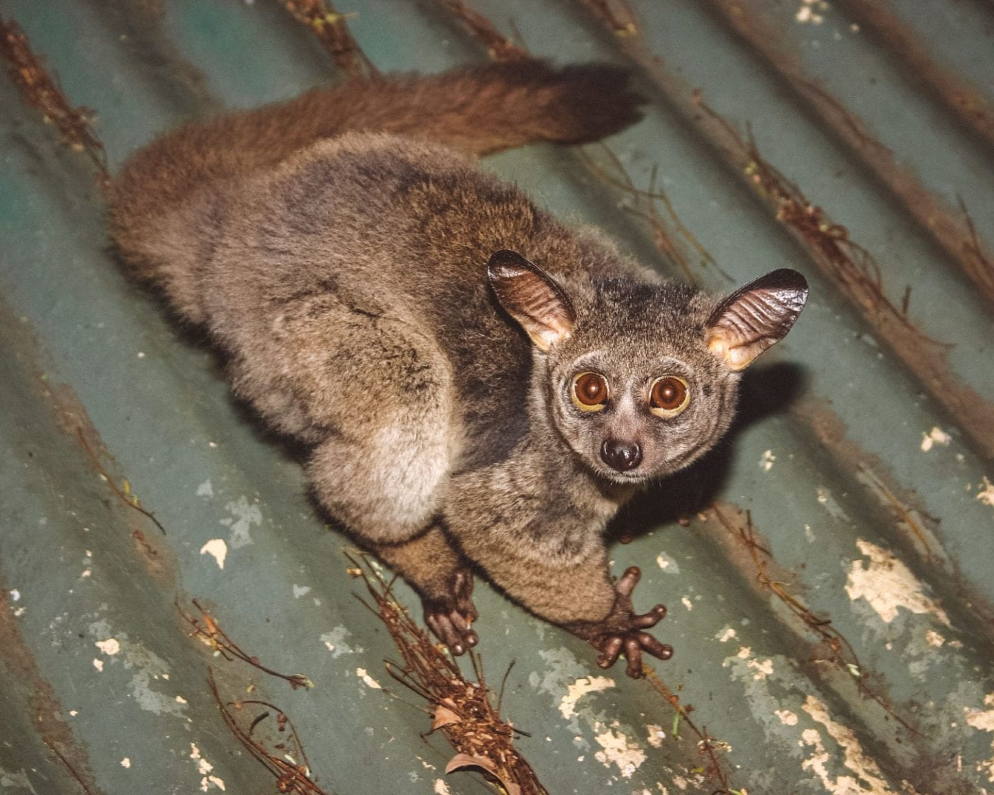 bush babies at diani beach