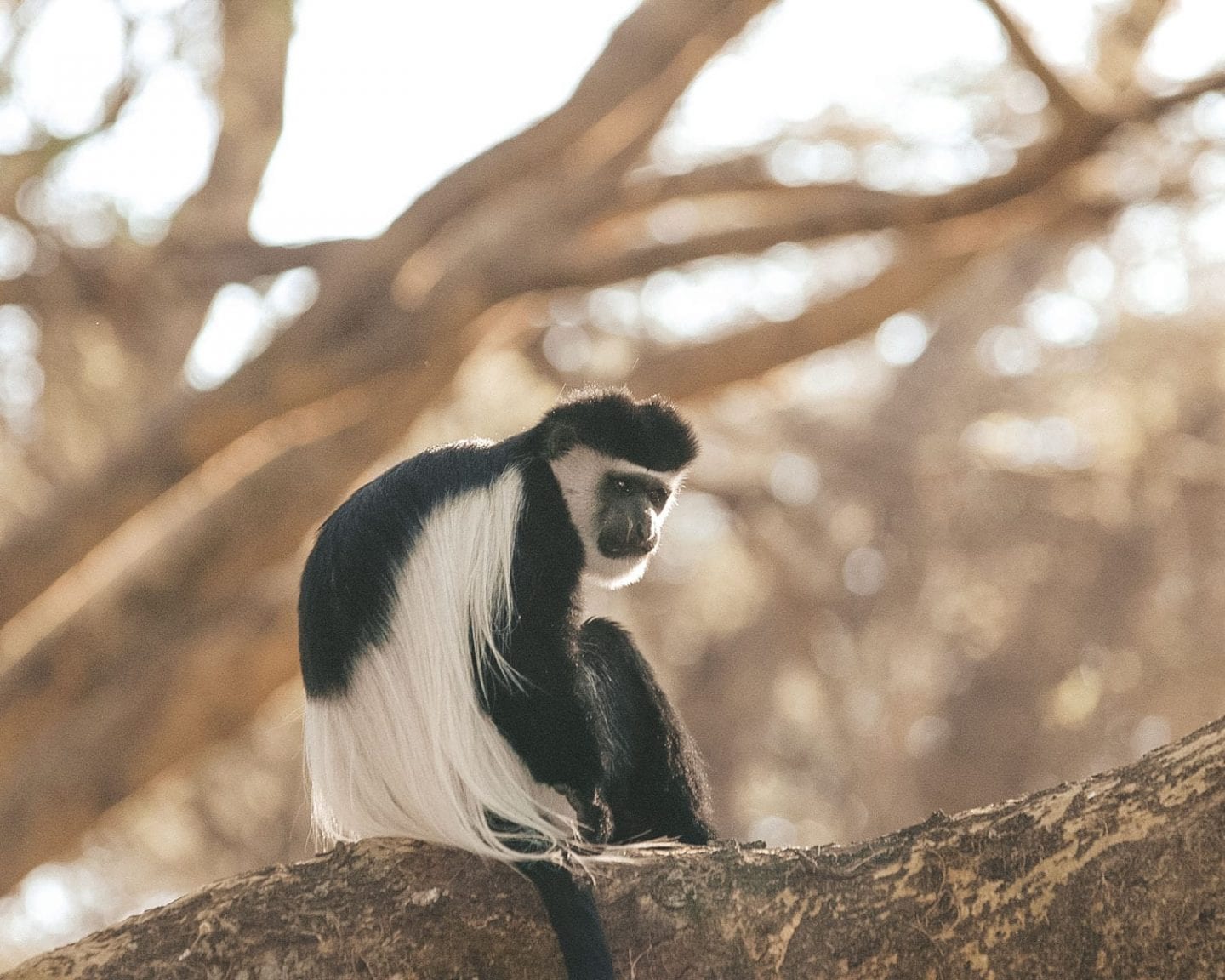 colobus monkey