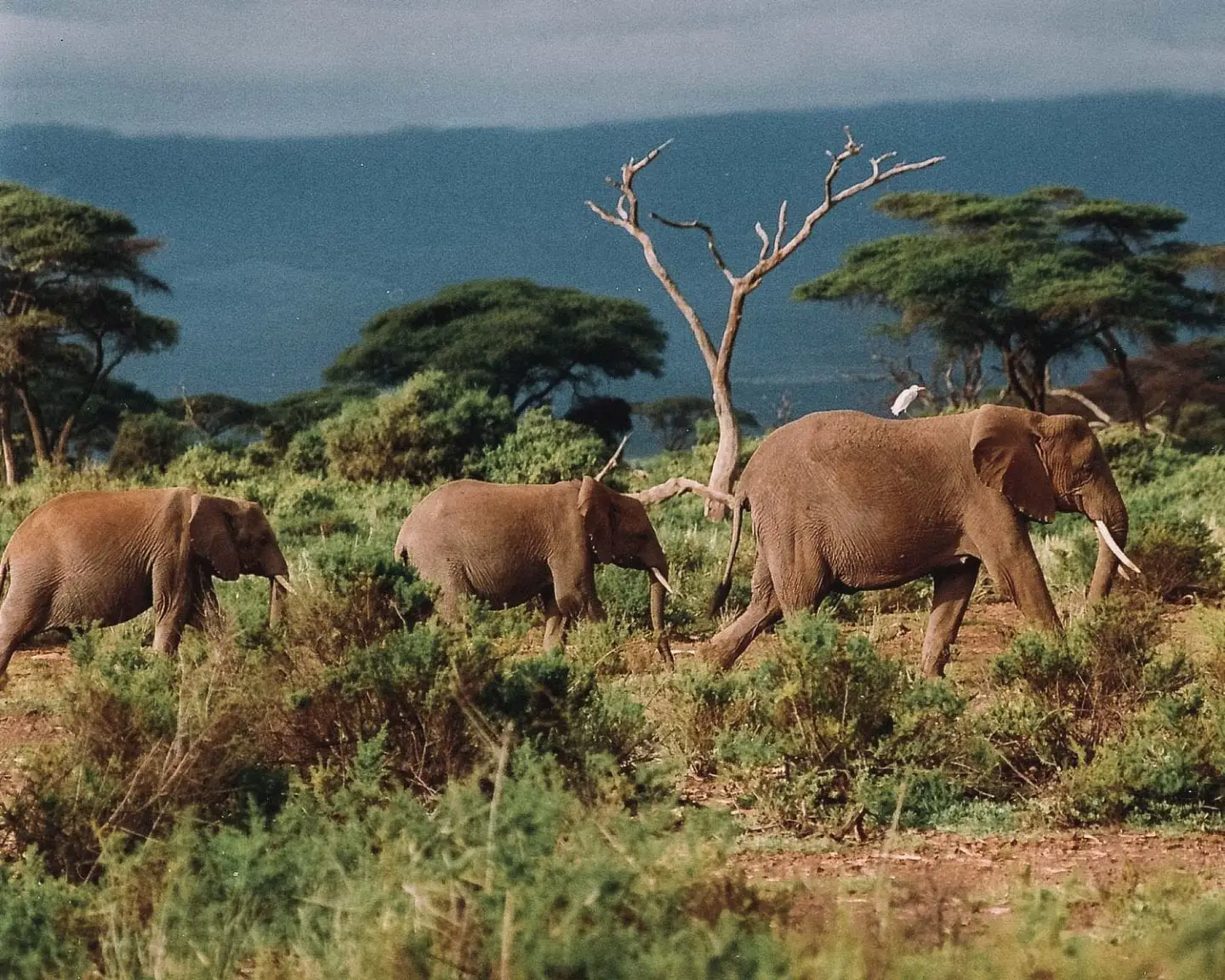 elephants walking in Shimba Hills National Reserve