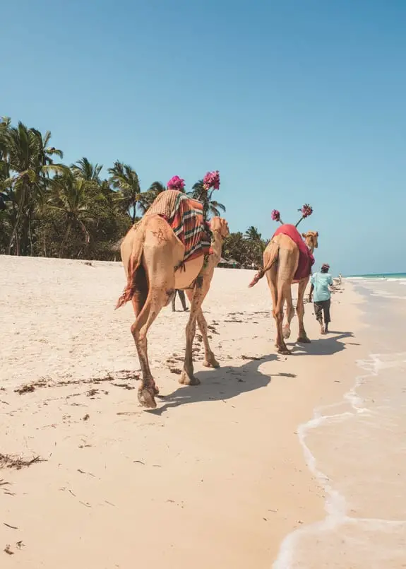 camels on diani beach