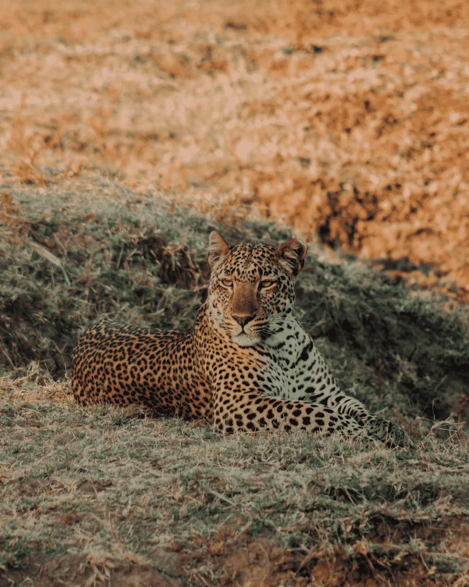 leopard in south luangwa national park