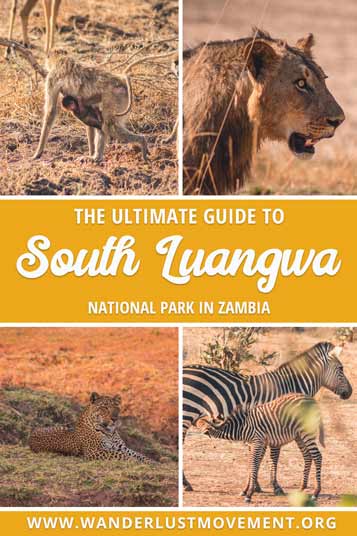 South Luangwa National Park is one of Africa's best-kept secrets. It's boasts the largest leopard population and is the birthplace of the walking safari! Here's my guide to South Luangwa National Park that details everything you need to know - from how to get there to what wildlife you can expect to see and where to stay! Zambia Travel Guide | Zambia Travel Tips | Africa Travel | #zambia #southluangwa #safari #africa #traveltips
