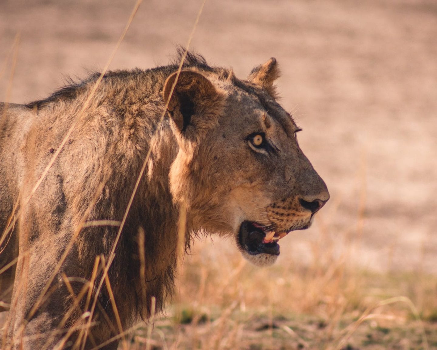 lion in south luangwa national park