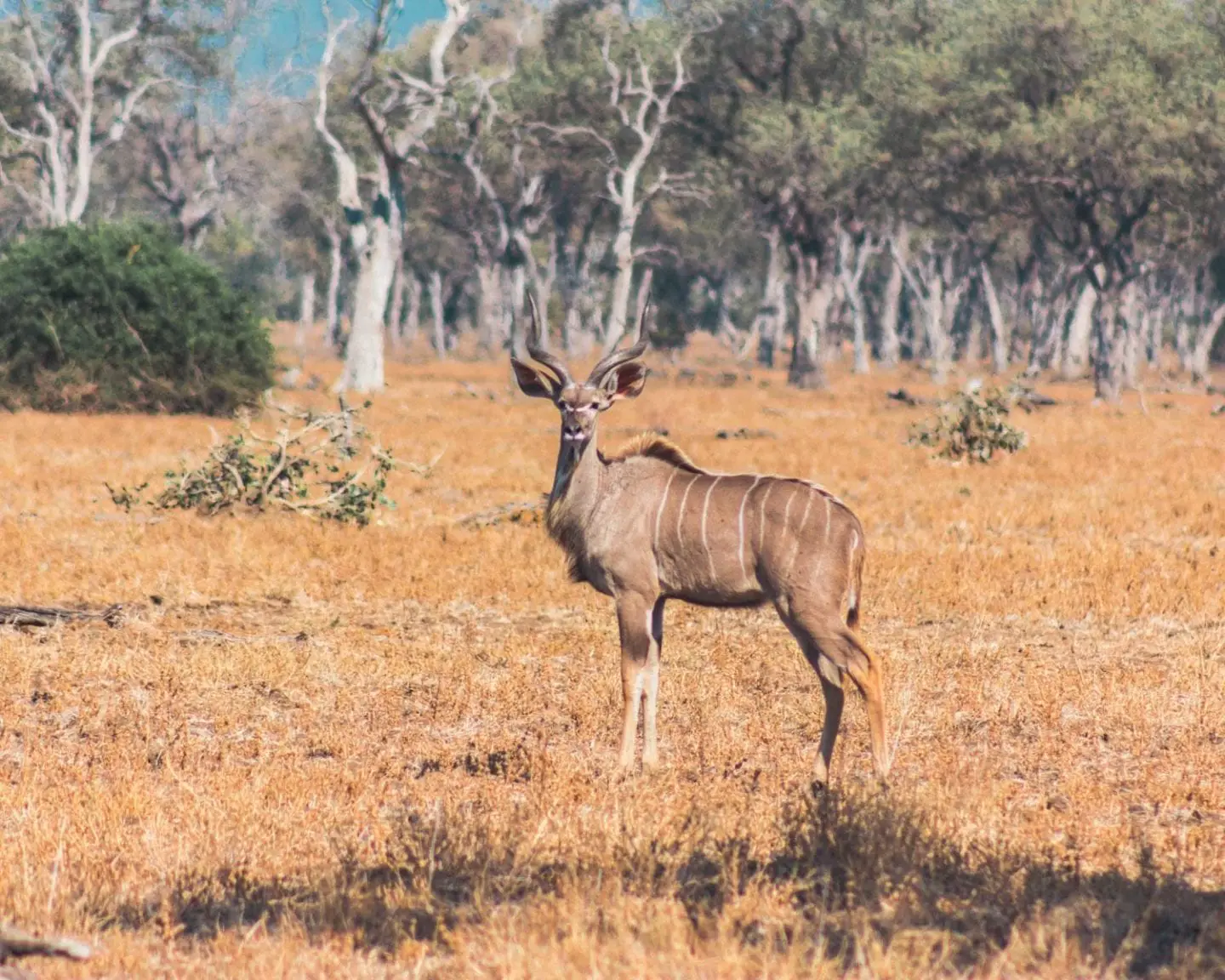 kudu in south luangwa national park