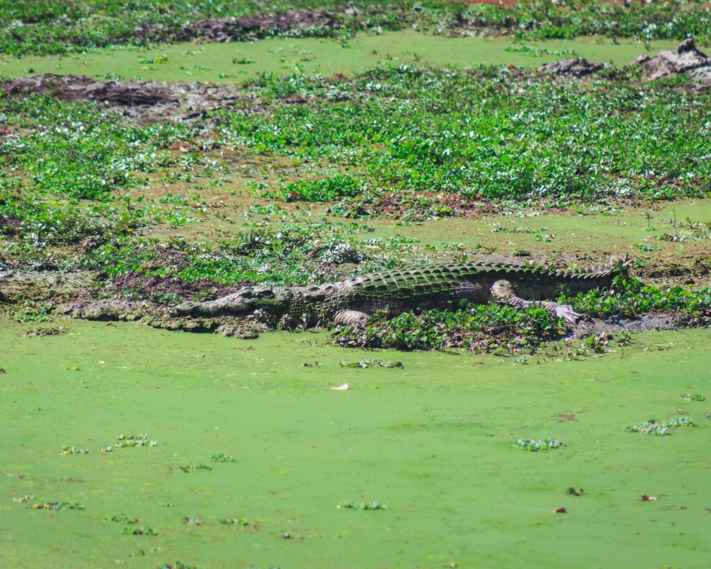 crocodile in south luangwa