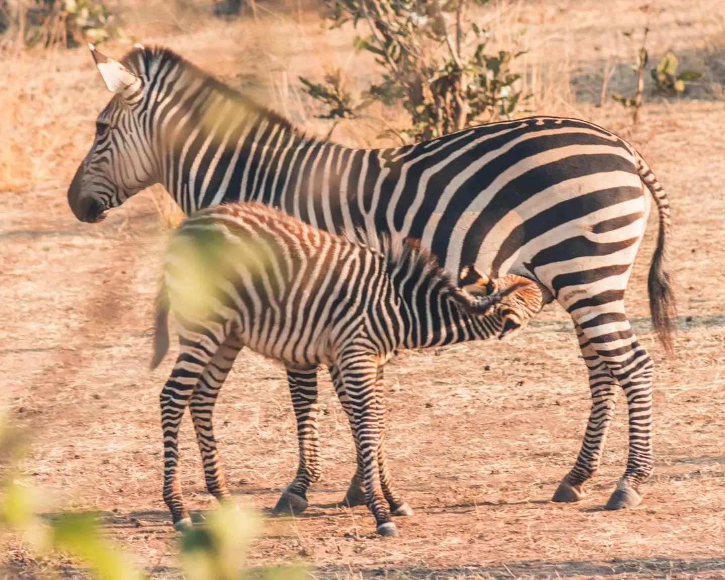 zebras in south luangwa national park