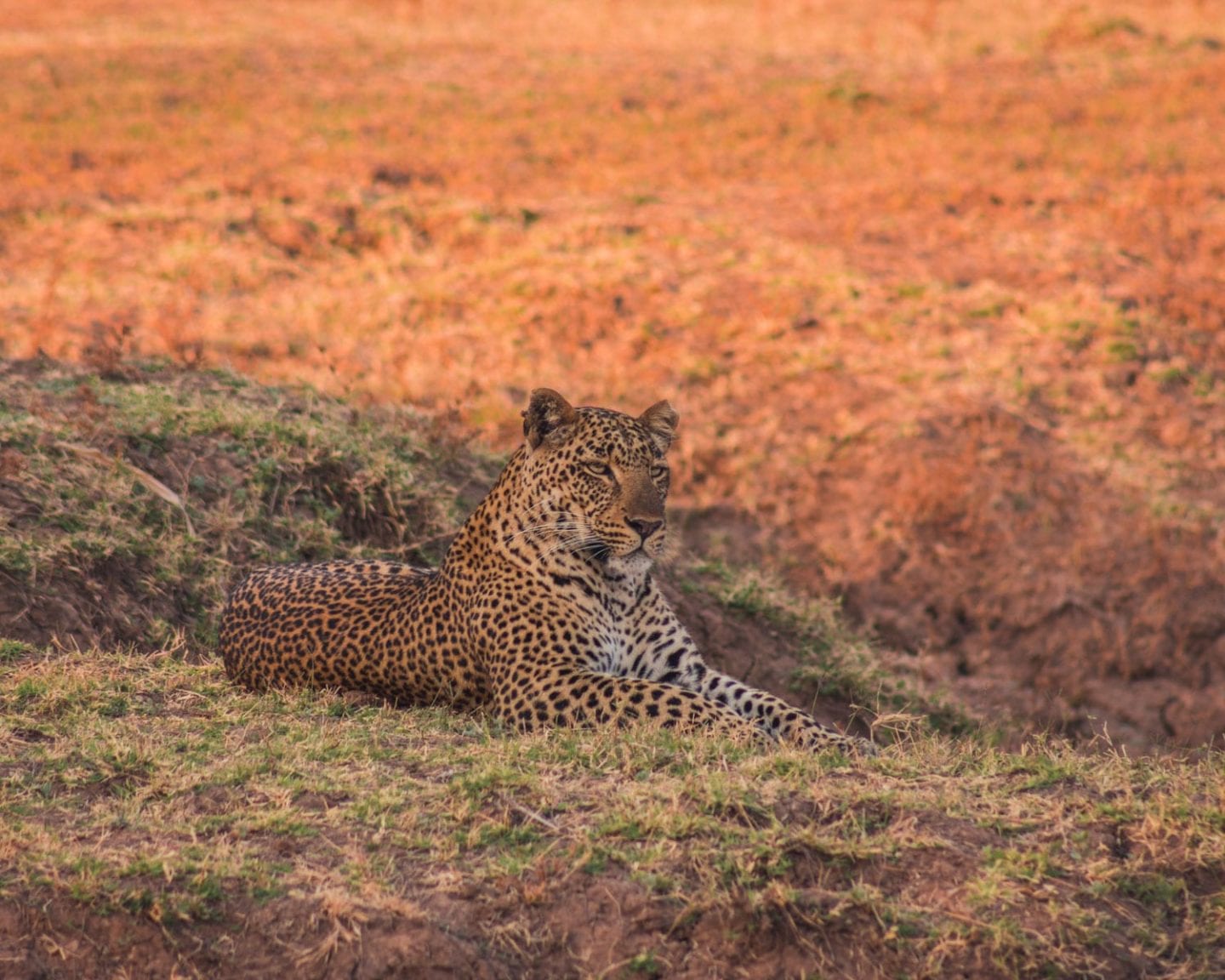 leopard in south luangwa national park