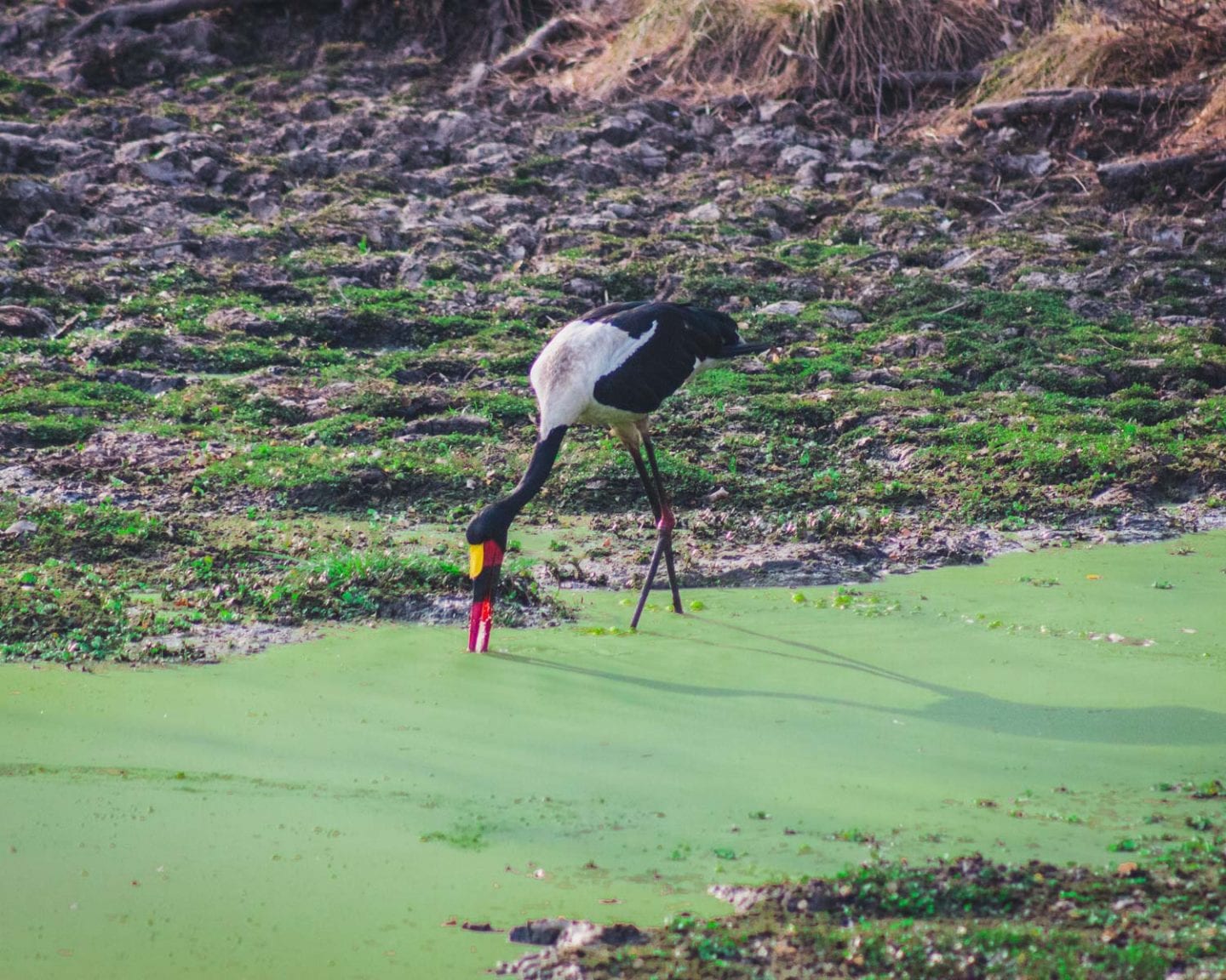 crane in south luangwa national park