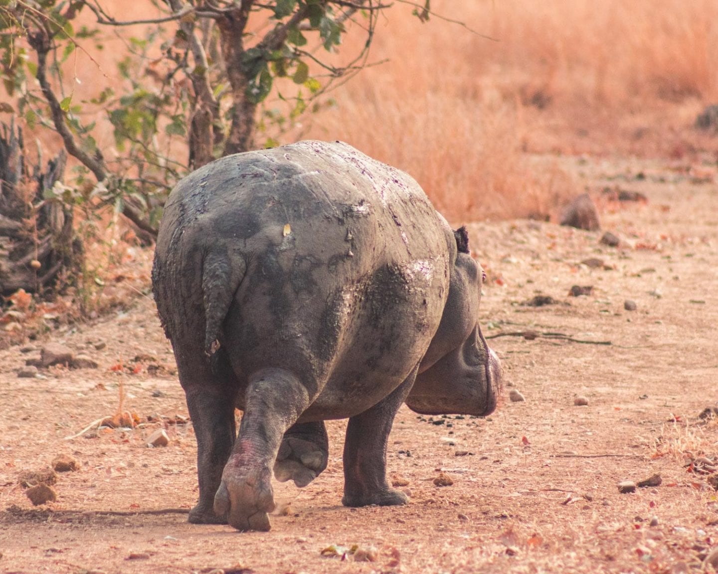 hippo in south luangwa national park