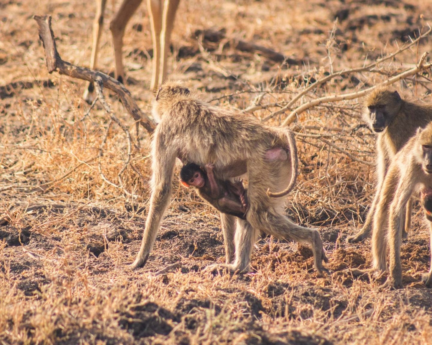 baby baboon in south luangwa national park