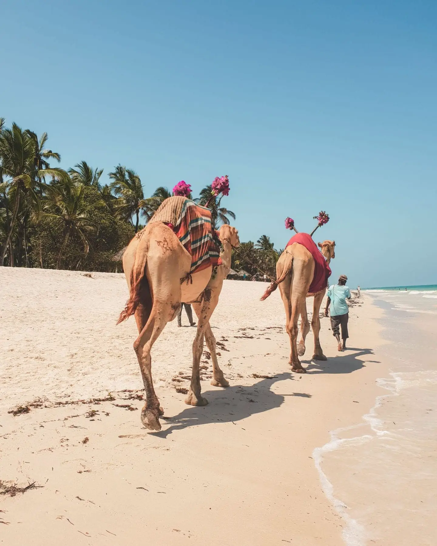 camels on diani beach