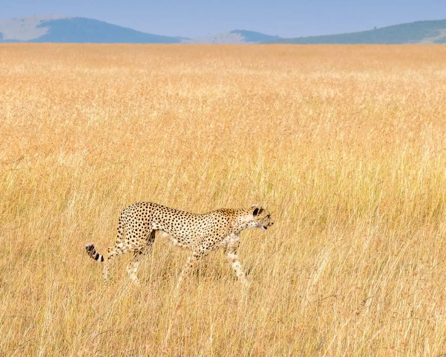 cheetah in kenya