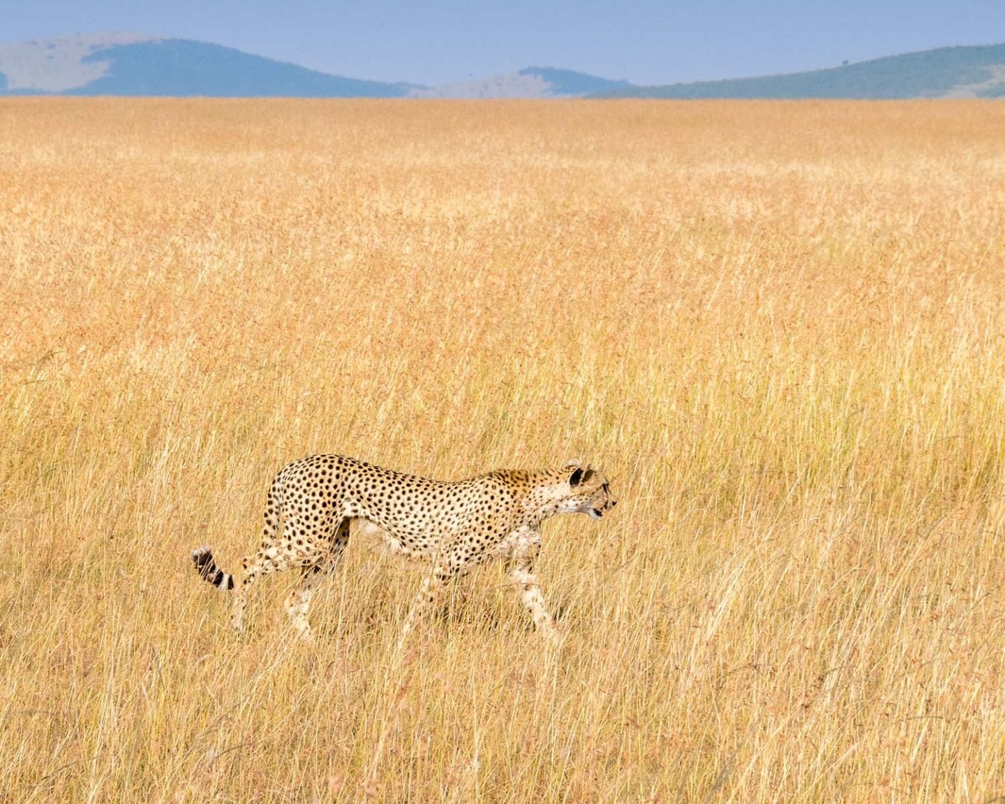 cheetah in kenya