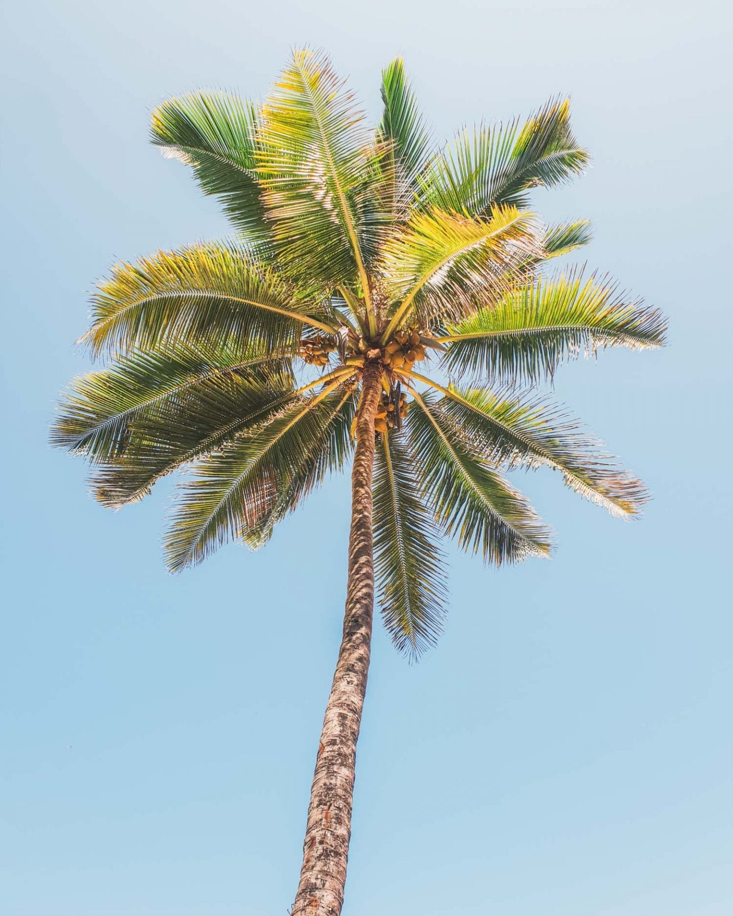 palm tree in diani beach
