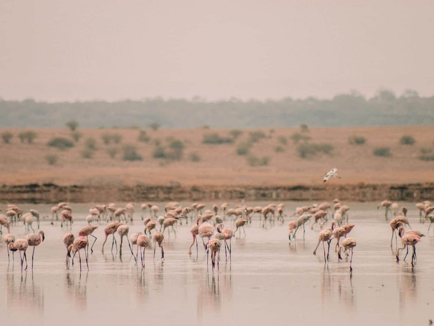 flamingos in kenya
