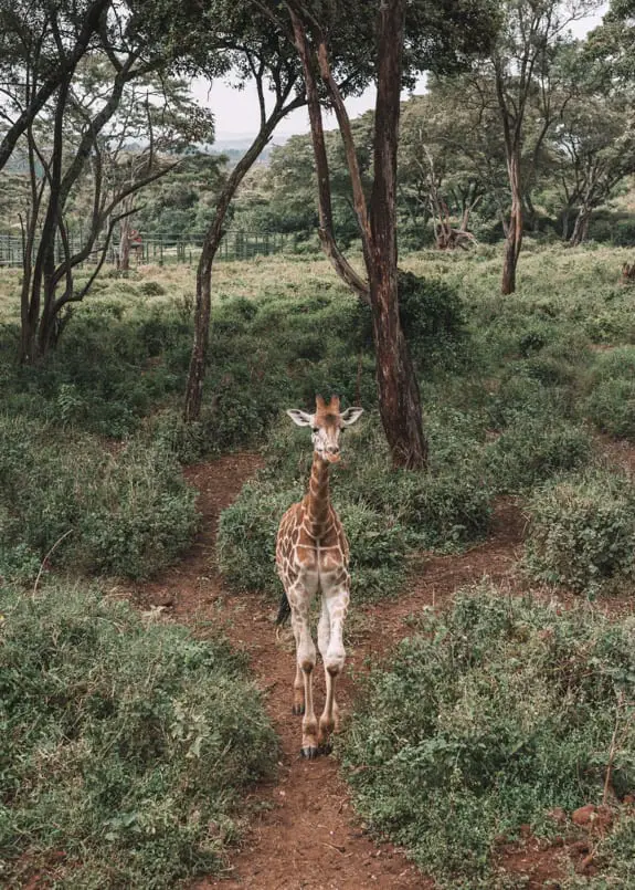 travel to kenya 15 things you need to know