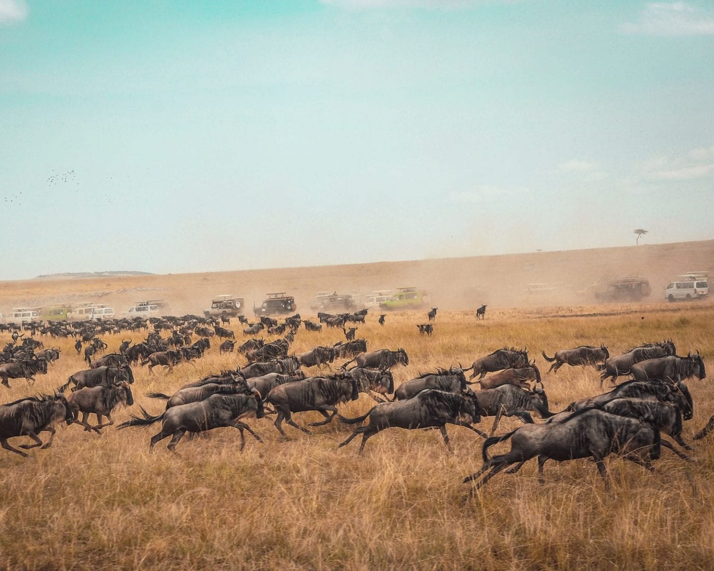 masai mara