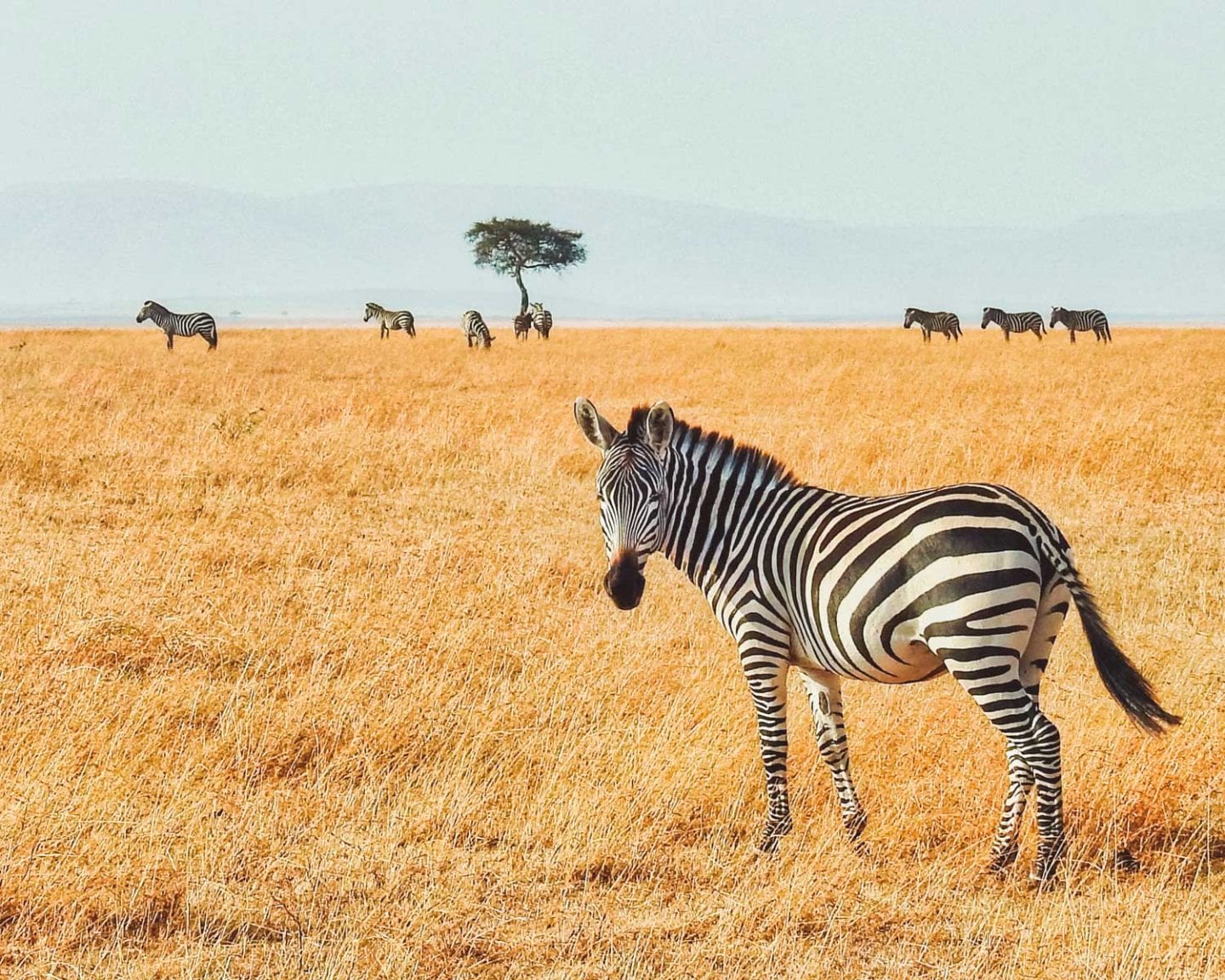 zebra in kenya