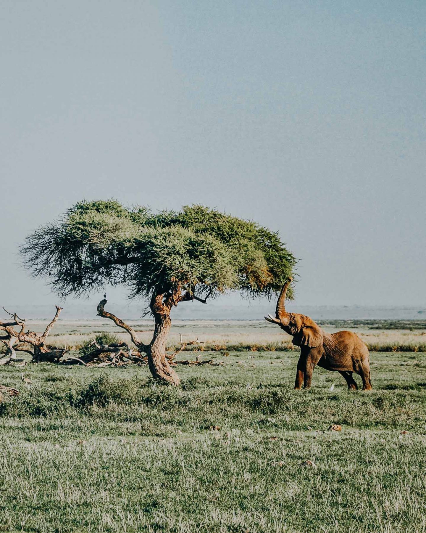 kenya on a budget